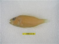 藏品(日本棘花鱸)的圖片